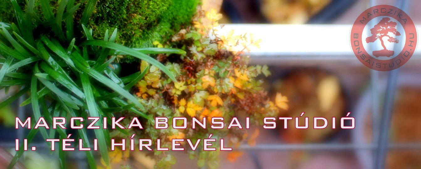 bonsai, studio, marczika, kusamono, karacsonyi ajandek otletek, bonsai vasarlas teli kusamono foto a marczika bonsai studio kerteszeteben